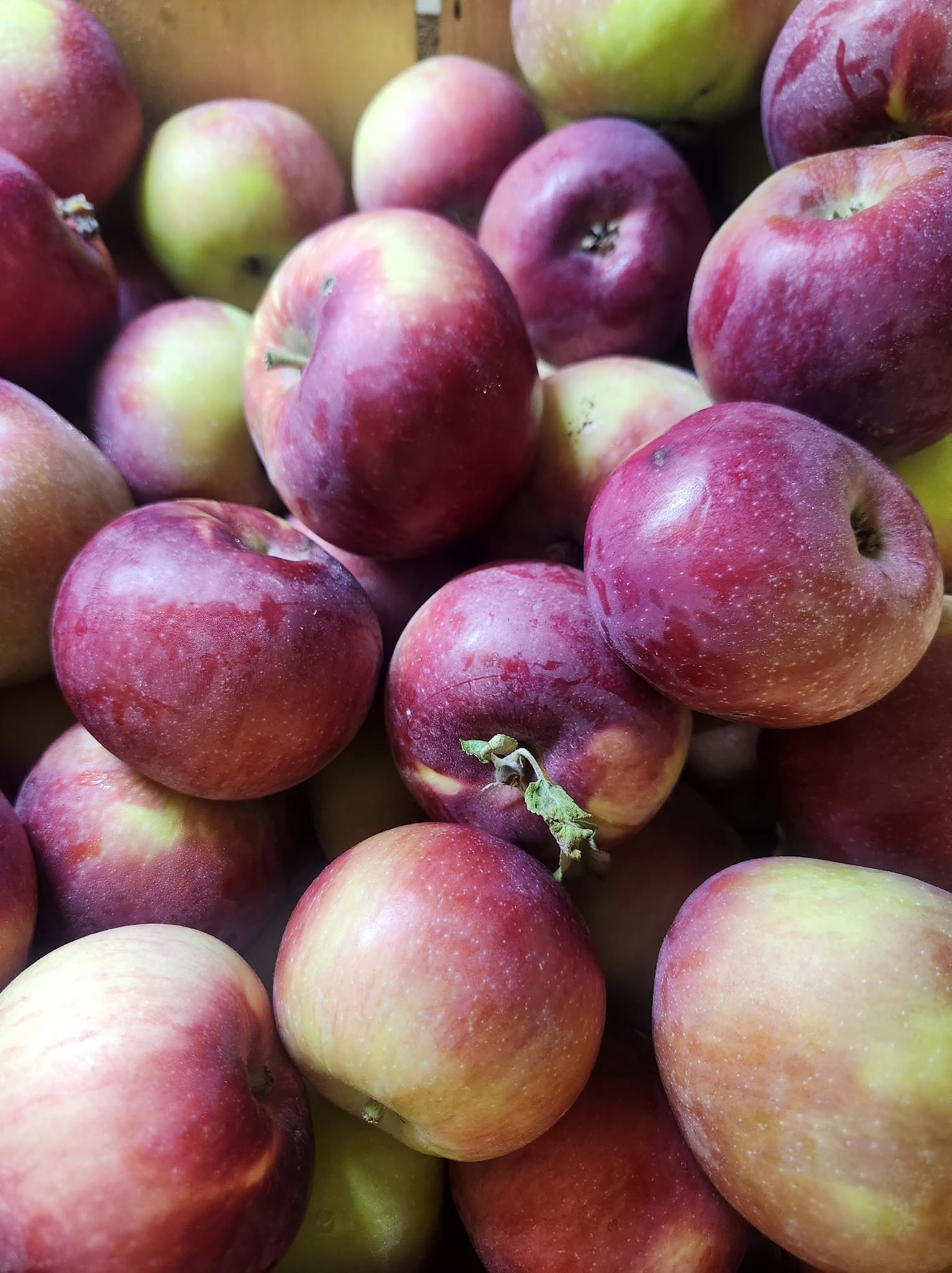 Red and green apples in Meadow Ledge Farm’s September harvest photography