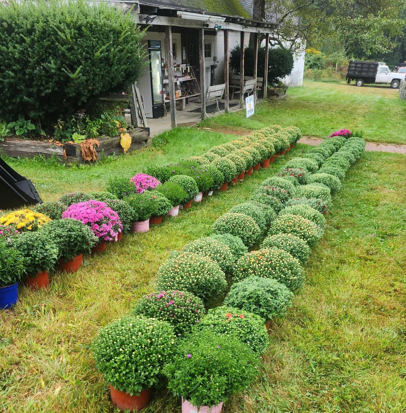 Rows of fall mums outside Meadow Ledge Farm’s country store